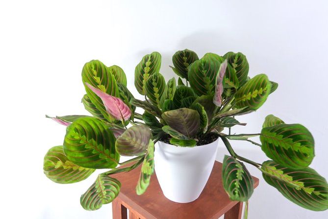 Prayer plant safe sales for dogs