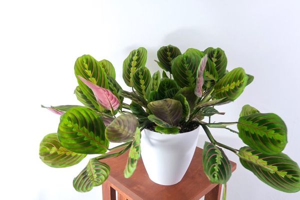 Set Of House Plants Poisonous To Cats