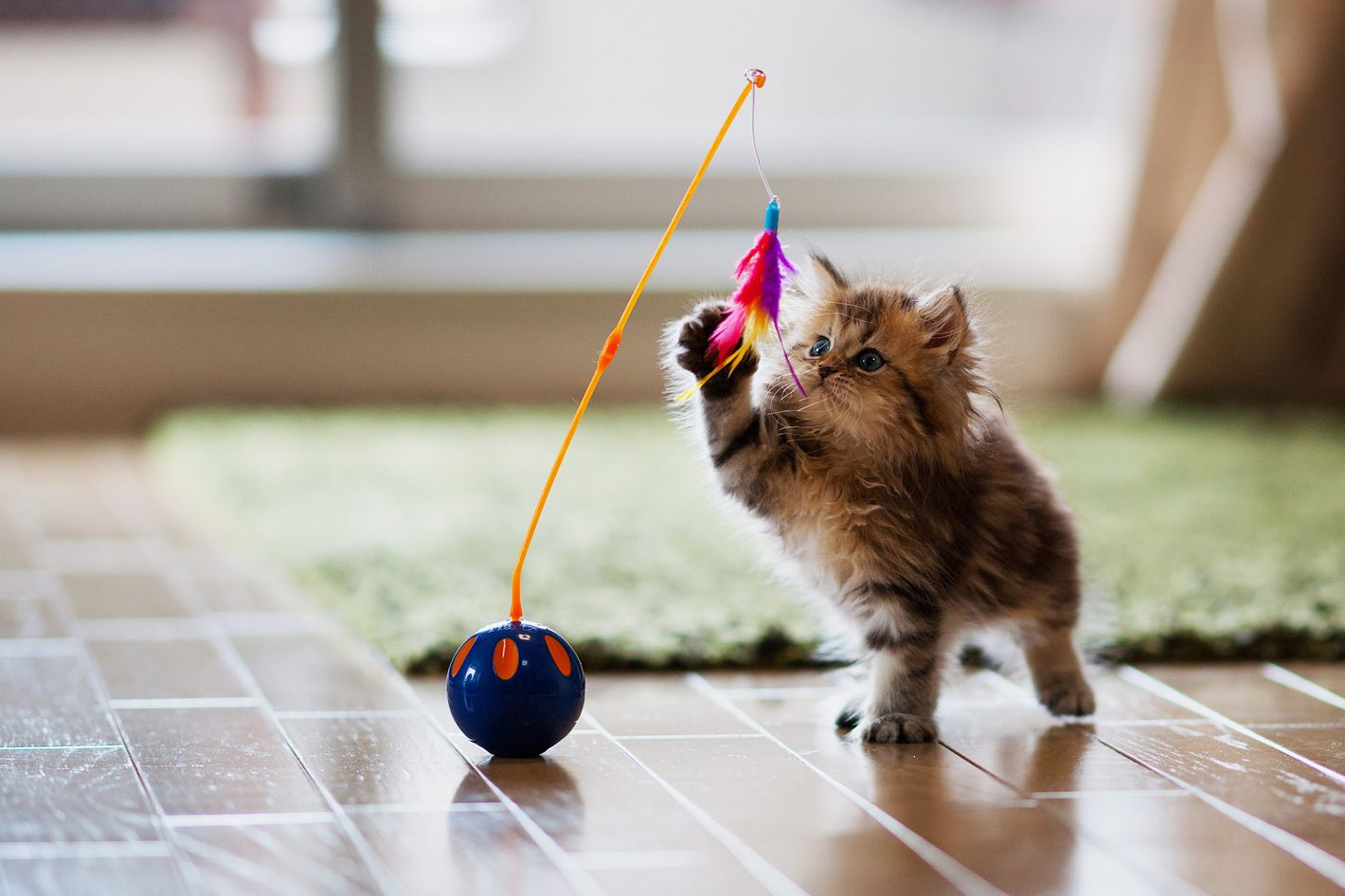 Cats Who Are Obsessed With Bras 