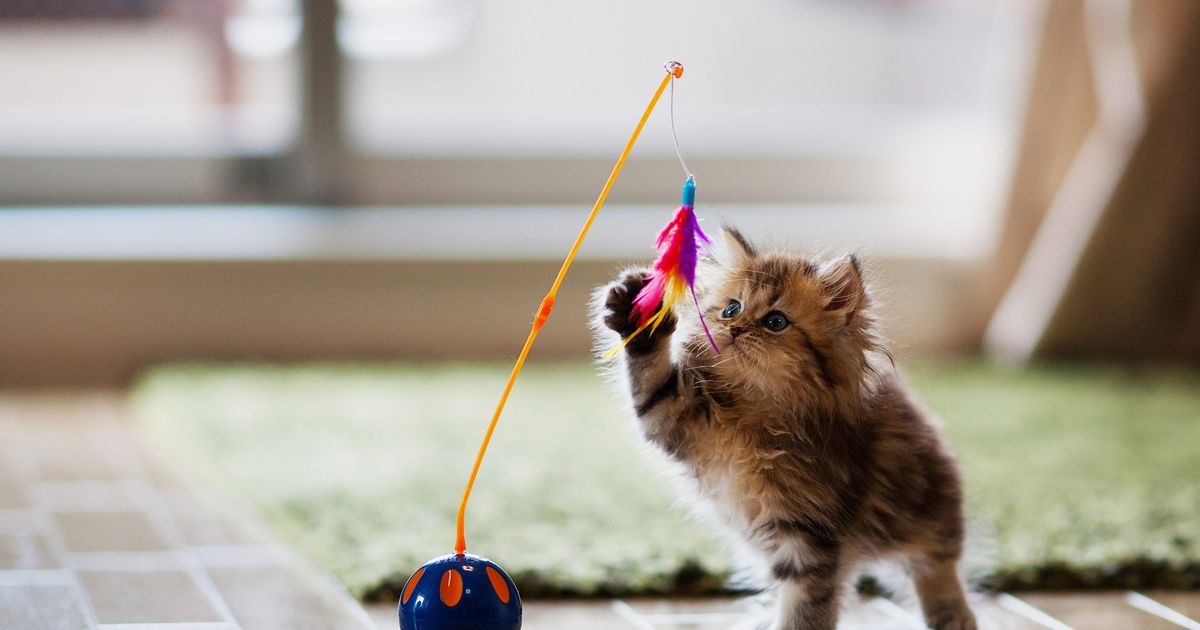 best toys for older cats