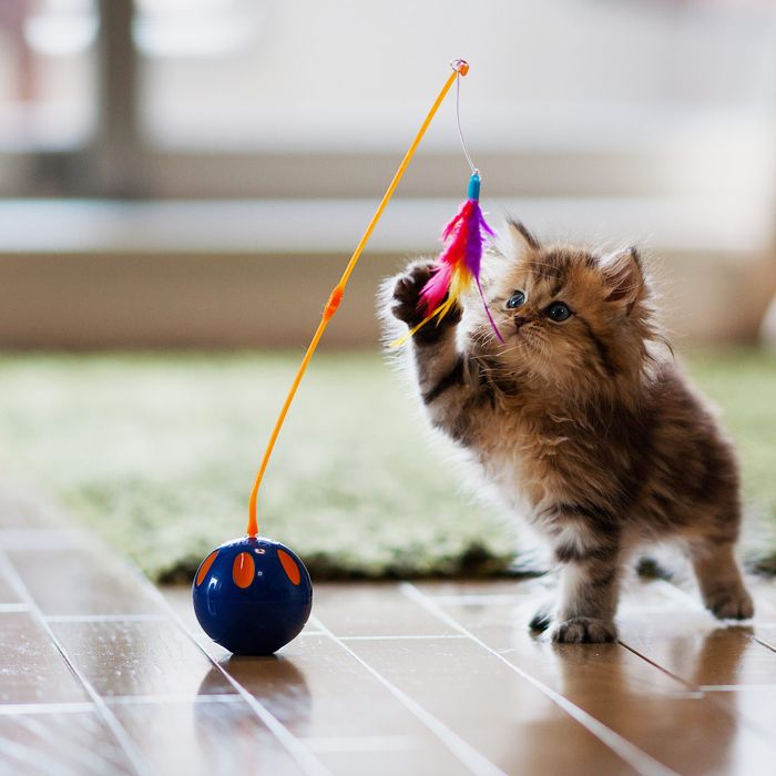 cat bath harness