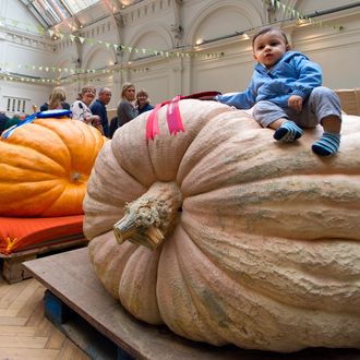 The Royal Horticultural Society's 2015 Harvest Festival Show