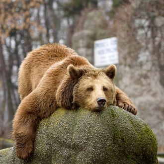 A bear lies on an artificial stone in a zoo in Warsaw March 9, 2009. 