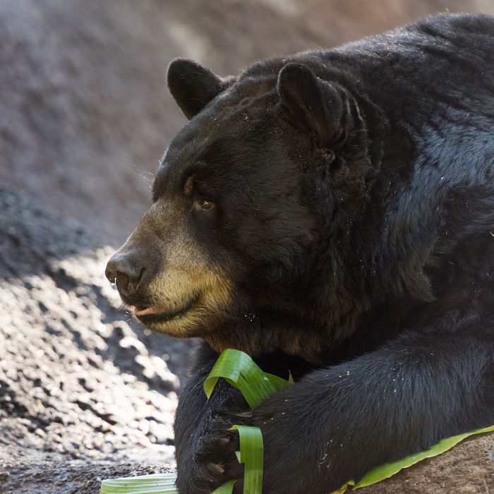 Yosemite National Park Animals Are Partying In Empty Park