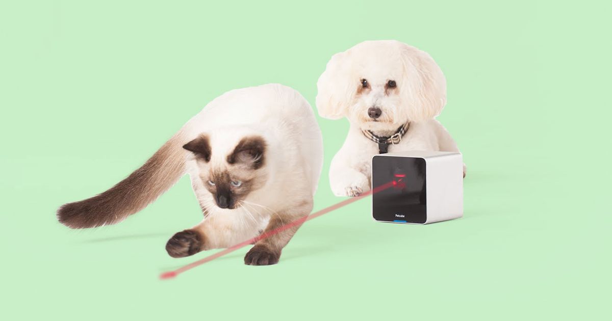 PetCube Is the Best Camera to Watch Your Pets While at Work The Strategist