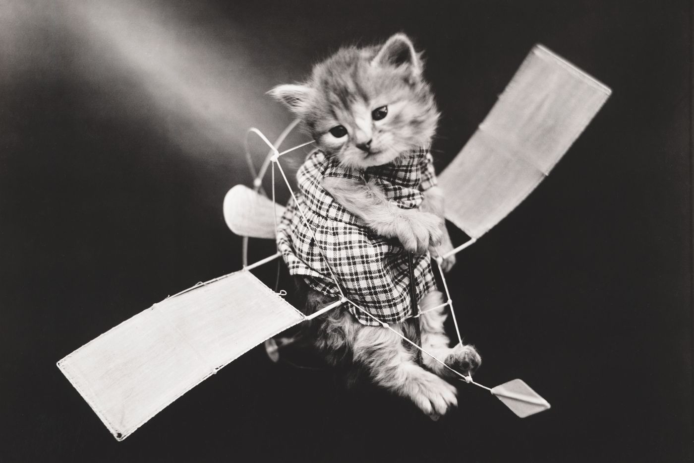 Flying With a Cat