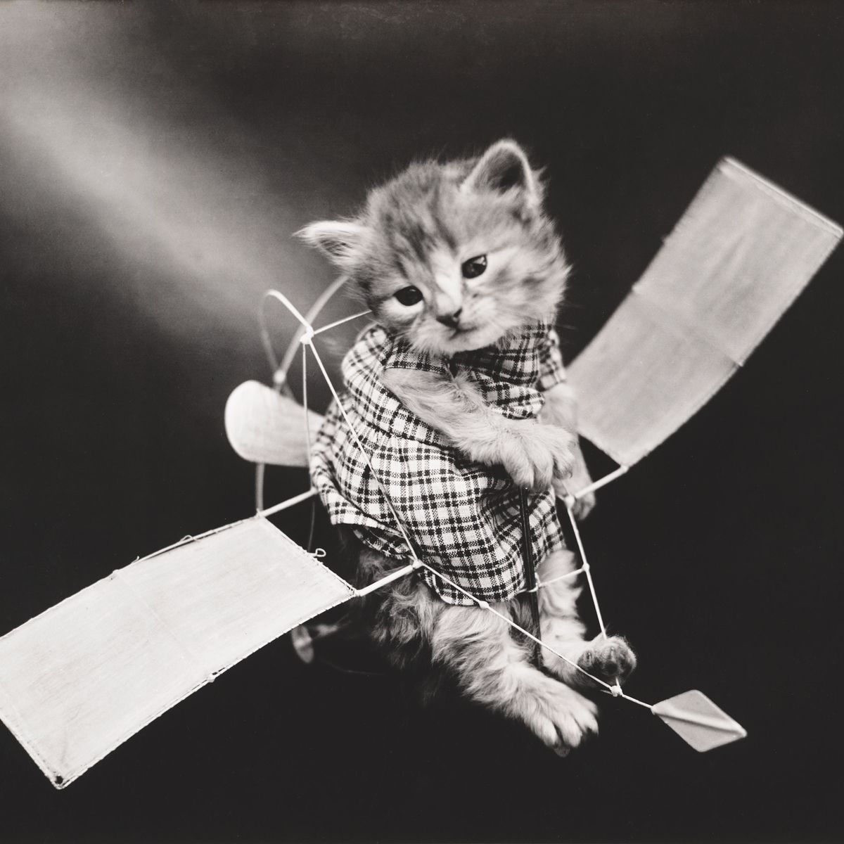 flying with a cat