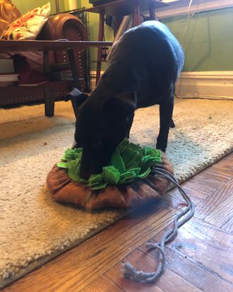 Salad Bowl Dog Snuffle Mat