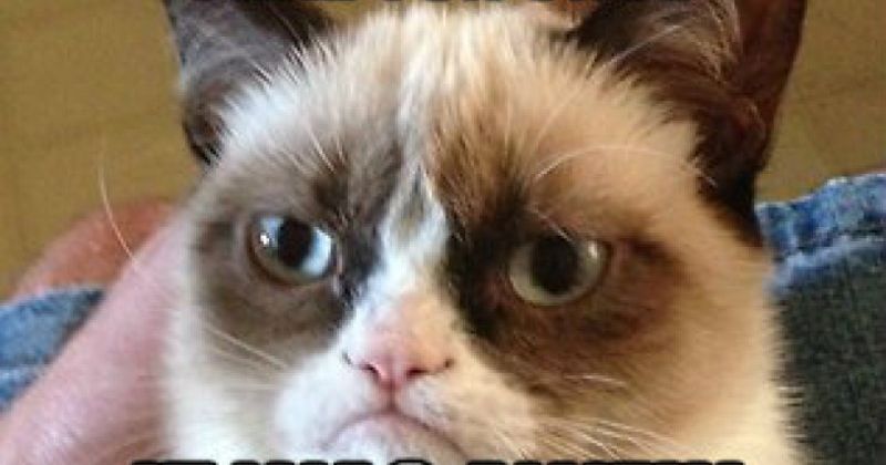 How Did Grumpy Cat Die 