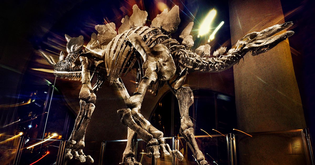 The World’s Largest Stegosaurus Comes to New York City