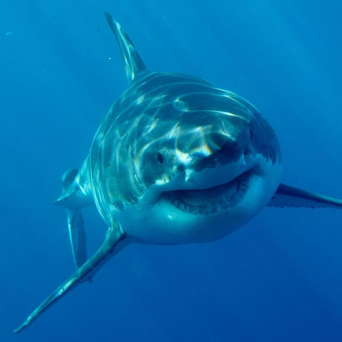 Hero Female Shark Eats Bothersome Male Shark