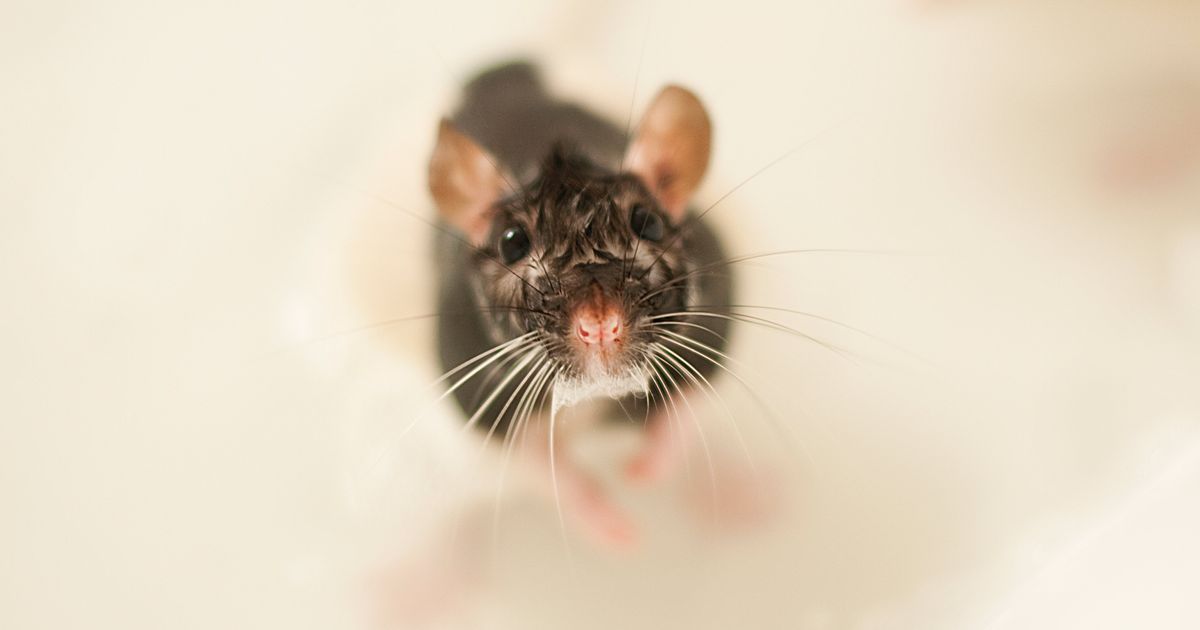 Viral Shower Rat Washing Himself With Soap Was Likely Staged
