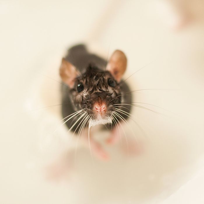 Viral Shower Rat Washing Himself With Soap Was Likely Staged