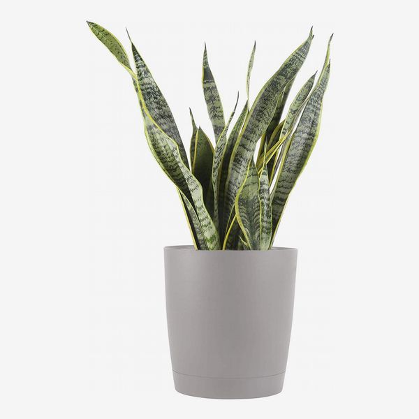 Costa Farms Indoor Snake Plant in light grey pot. The Strategist - Amazon Has Practically an Entire Plant Nursery on Sale Right Now