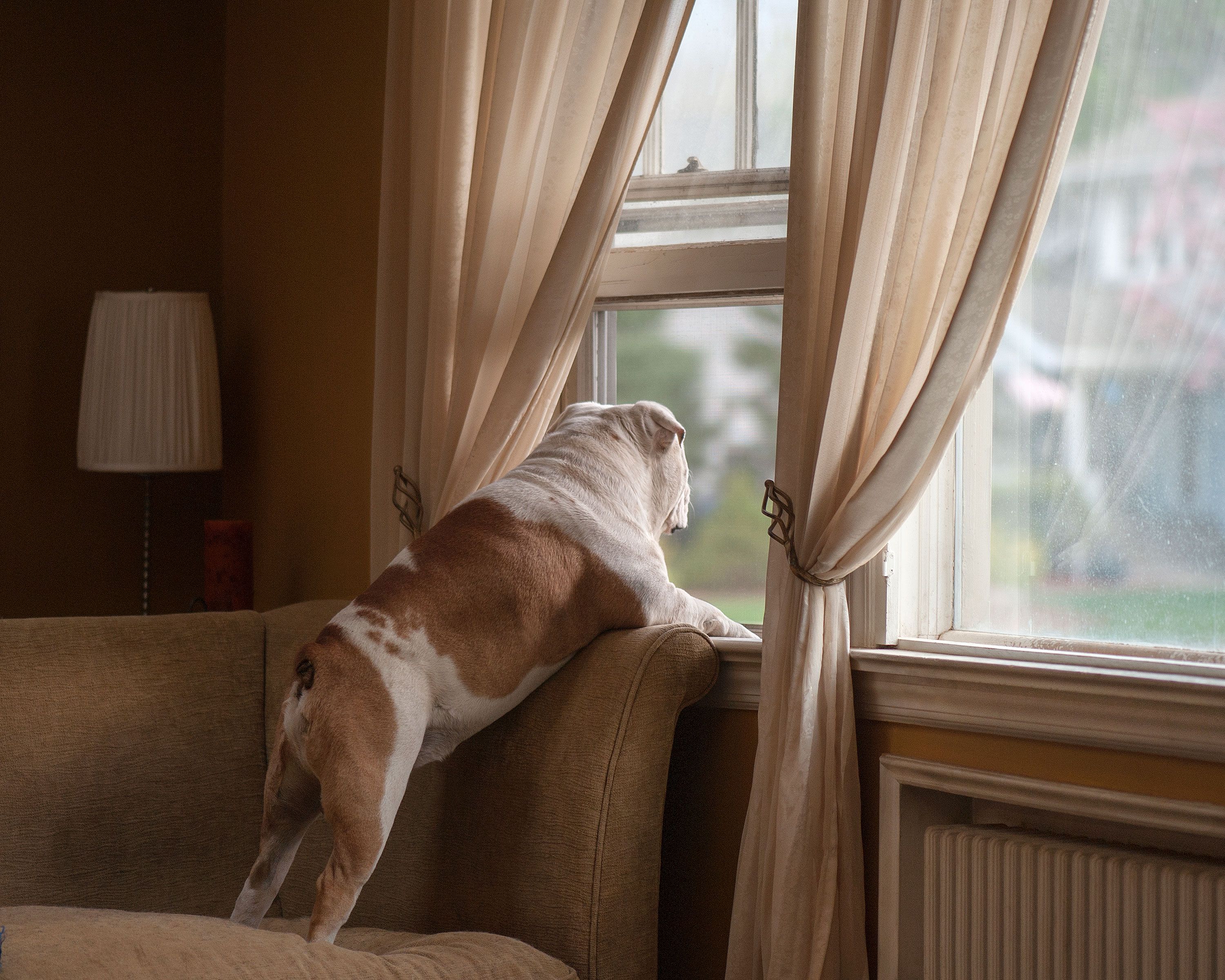 can a dog suddenly developed separation anxiety