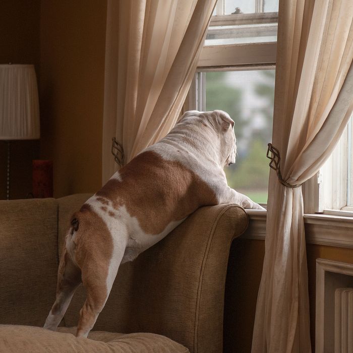 How to Deal With Separation Anxiety in Dogs