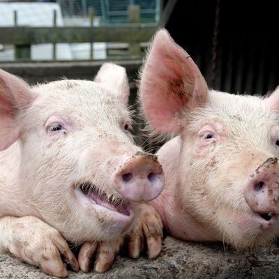 These pigs are done with tetracyclines.