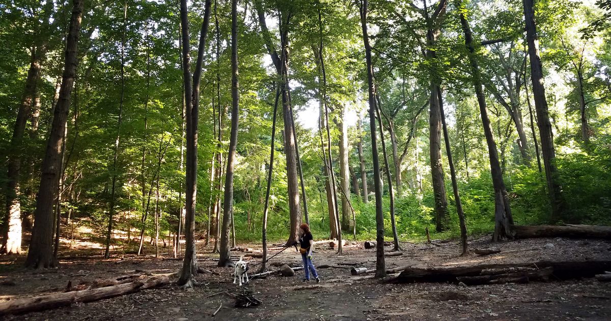 I Love Forest Park 5K — Forest Park Forever