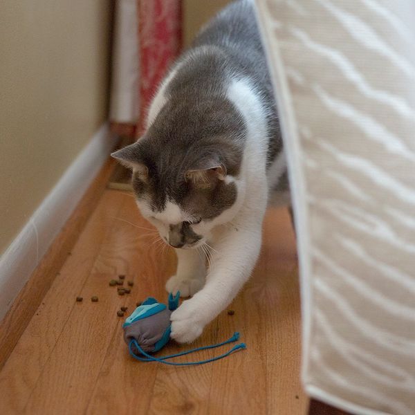 6 DIY Cat Puzzle Feeders