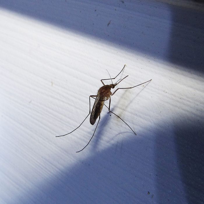 A mosquito.