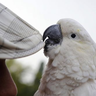 A cockatoo and his owner wait for clients to have their photo taken with the bird during an fair in the Serbian city Smederevo, 40 km east of Belgrade, on September 13, 2009. AFP PHOTO / ANDREJ ISAKOVIC (Photo credit should read ANDREJ ISAKOVIC/AFP/Getty Images)
