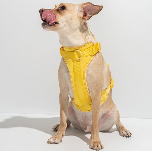 Wild One Dog Harness