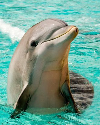 dolphin dating site