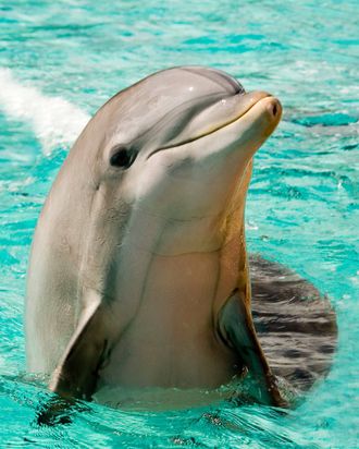 Dolphins - Dolphins Have The Best Skin Care Routine For Dolphin Skin