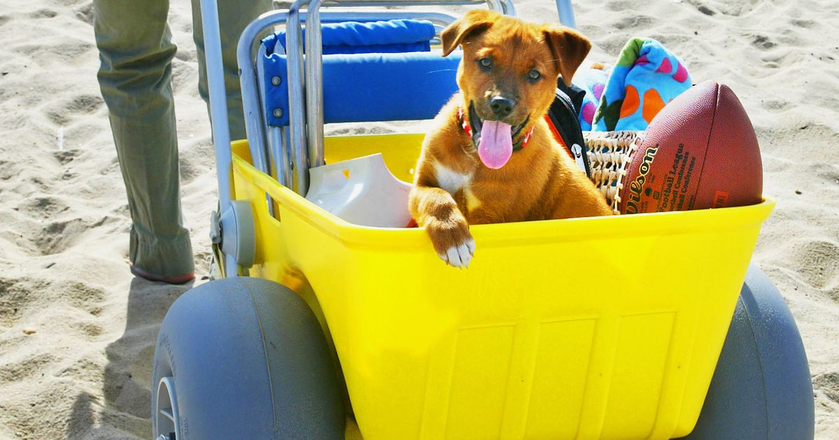 collapsible beach cart