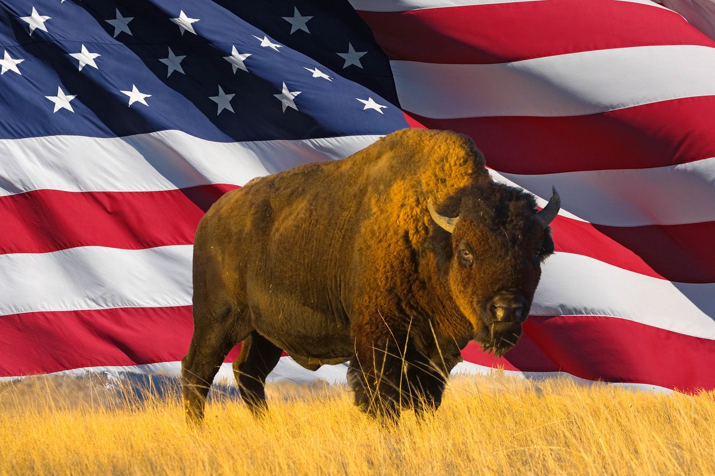 Top 156 What Is The National Animal Of The United States 