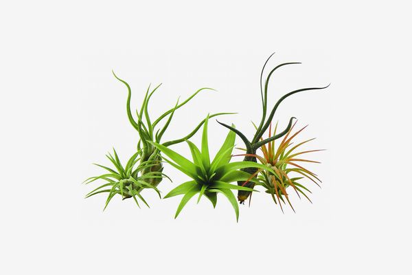 Air Plant Shop Pack of 5 Classic Air Plants
