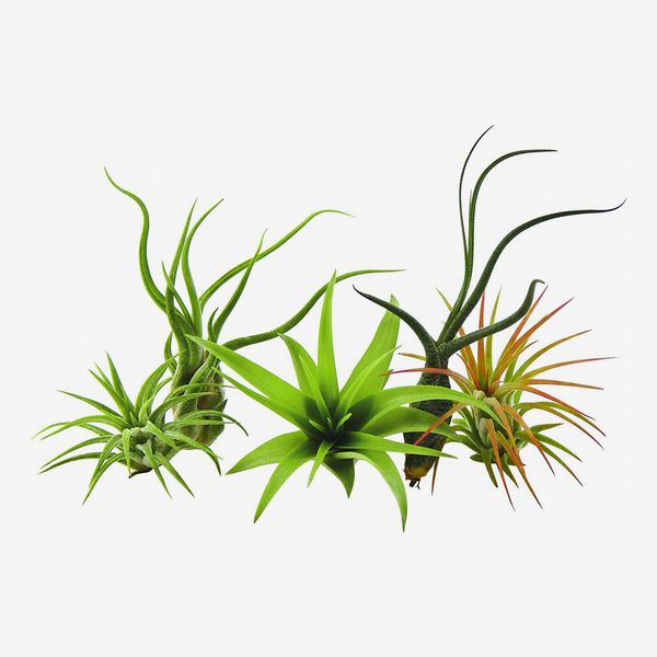 Bliss Gardens 5-Pack of Assorted Air Plants