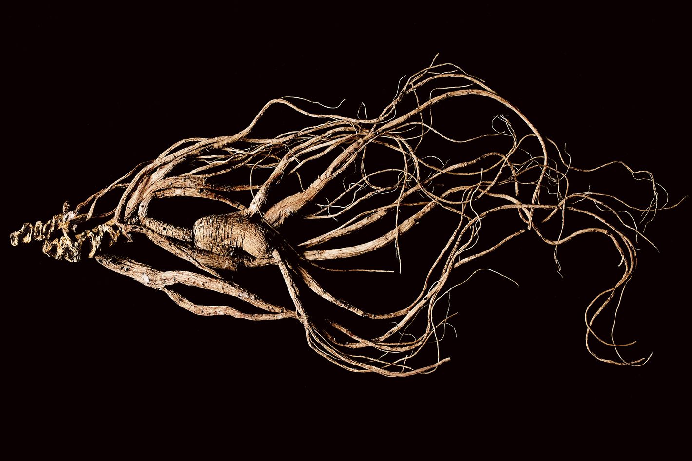 18+ Ginseng Plant For Sale