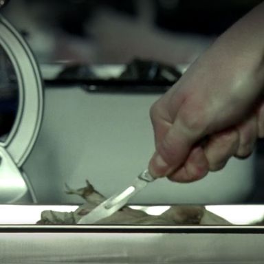 Misty Day (Lily Rabe) gets trapped in her own personal hell, where she must dissect live frogs for eternity.