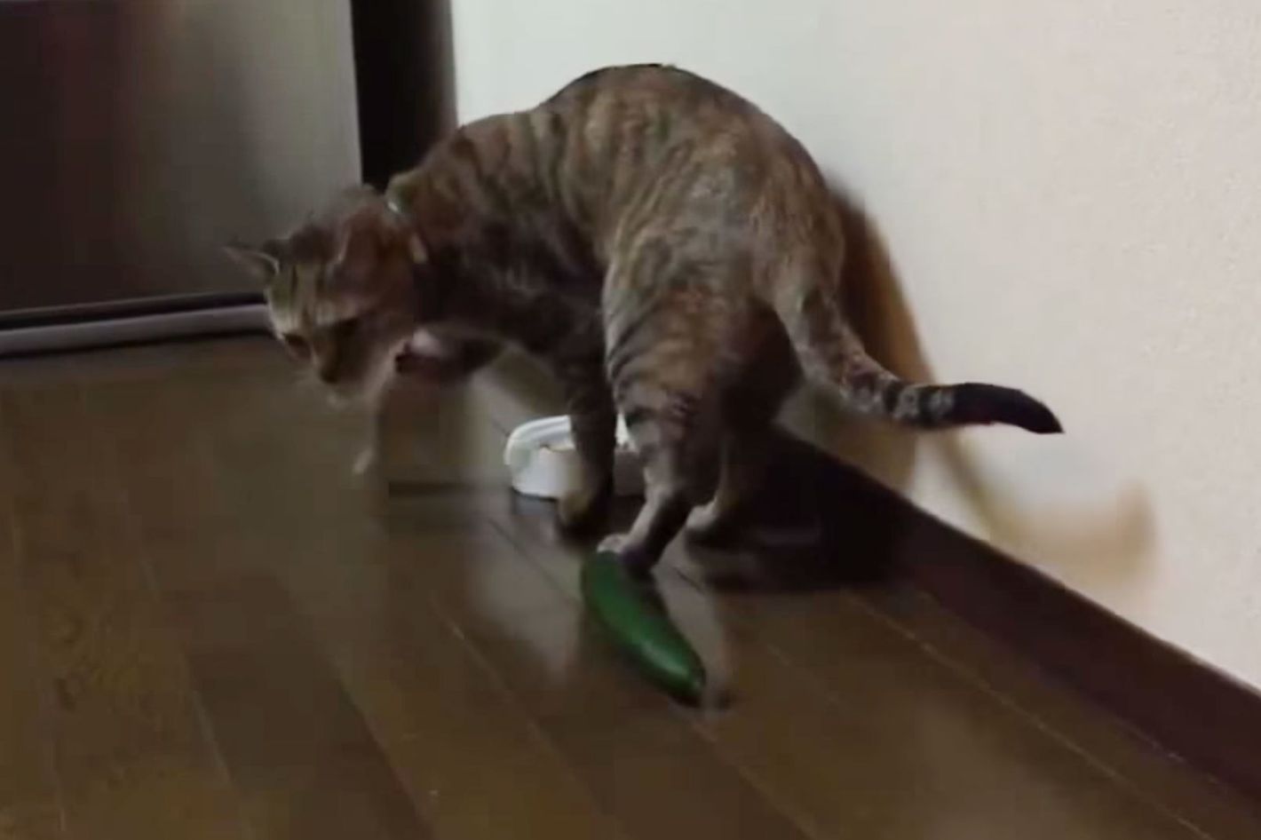 Show Your Cat a Cucumber Become a YouTube Star