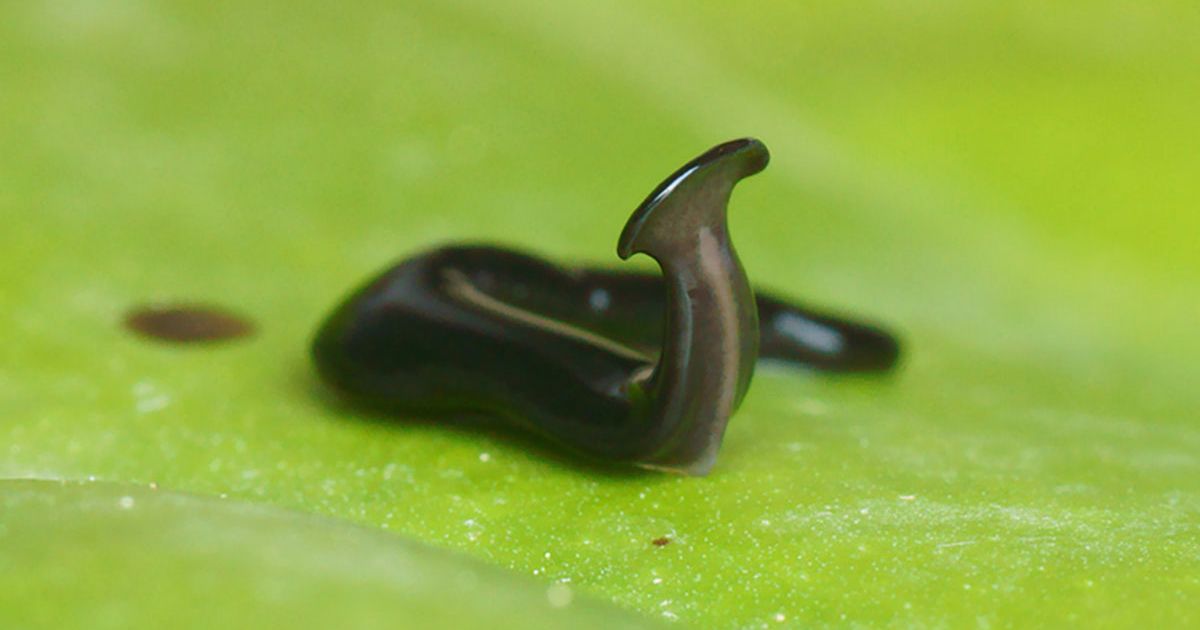 Scientists Named This Gross New Worm After COVID19