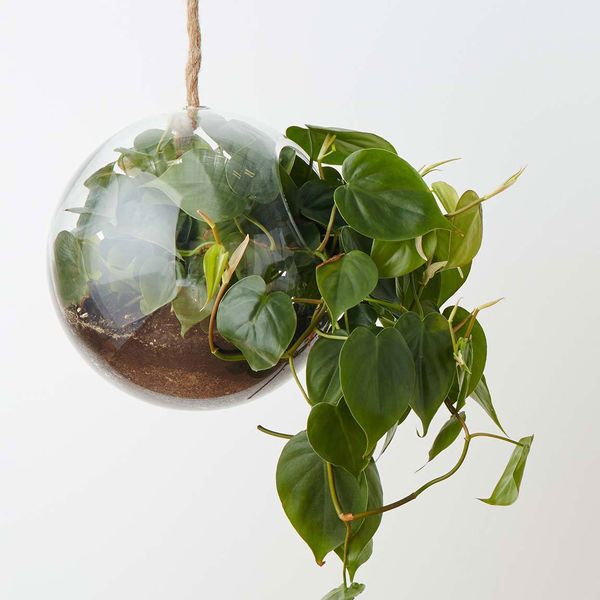 Hanging sphere terrarium