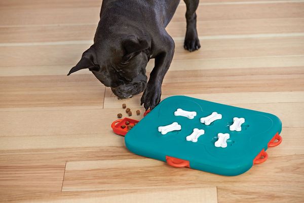 dog food puzzle