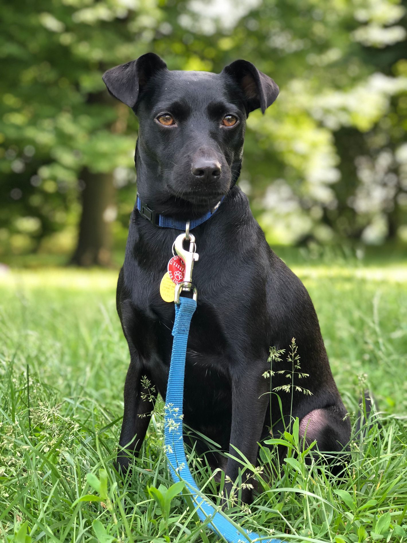 puppy spy camera