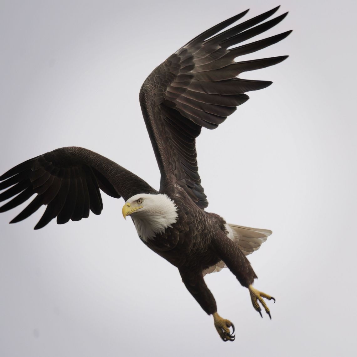 Bald eagle makes public appearance at Bass Pro Shops