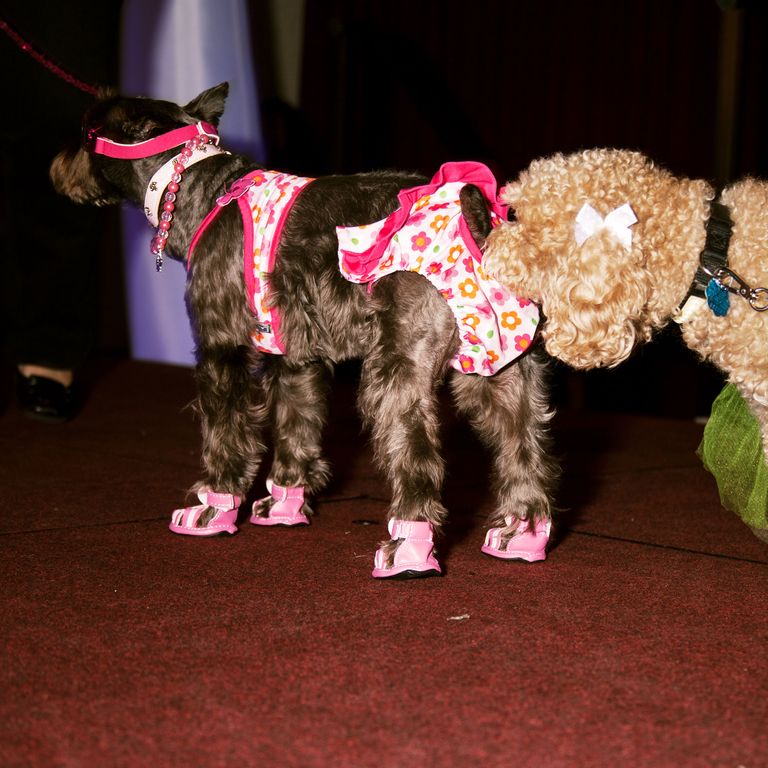 This Dog Beauty Pageant Was the Best Fashion Weekend Show