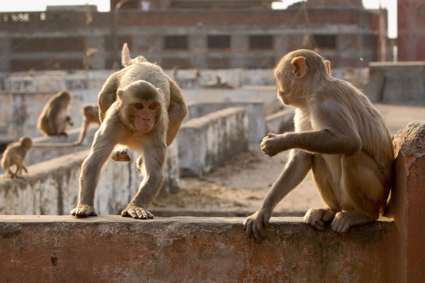 Best Monkey Moments  BBC Earth 