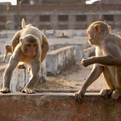 A scientist's 4-decade quest to save the biggest monkey in the Americas