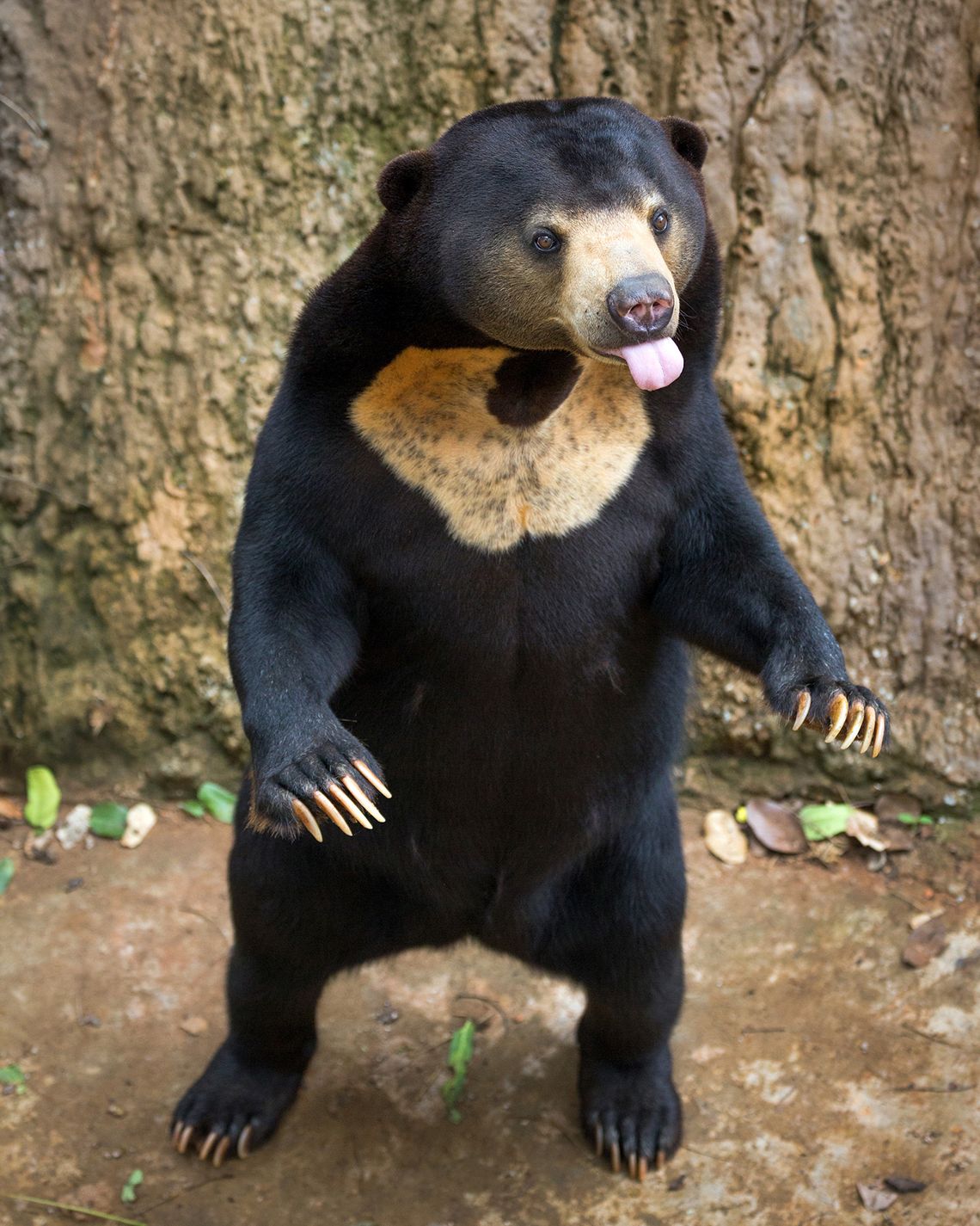 Leave Angela, The Sun Bear Accused Of Being A Human, Alone