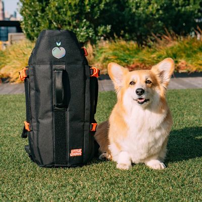 K9 2024 backpack corgi