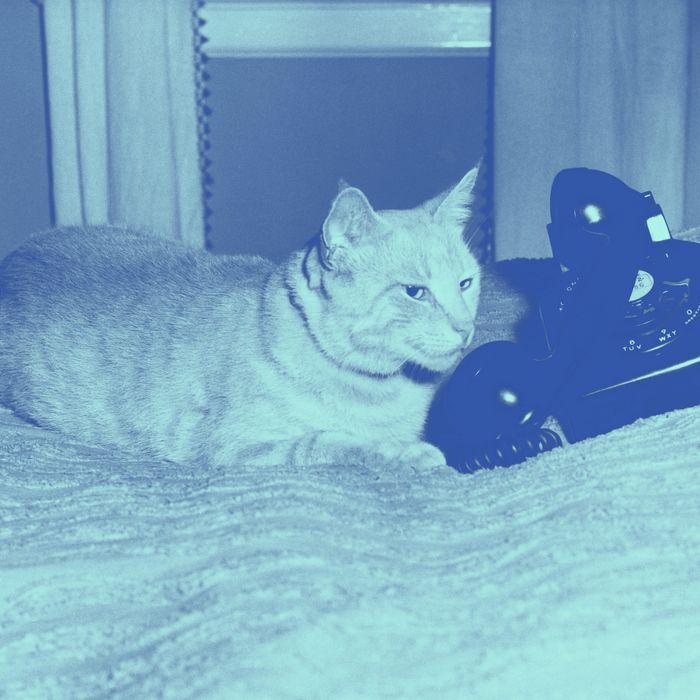 Cat lying in bed with a telephone.