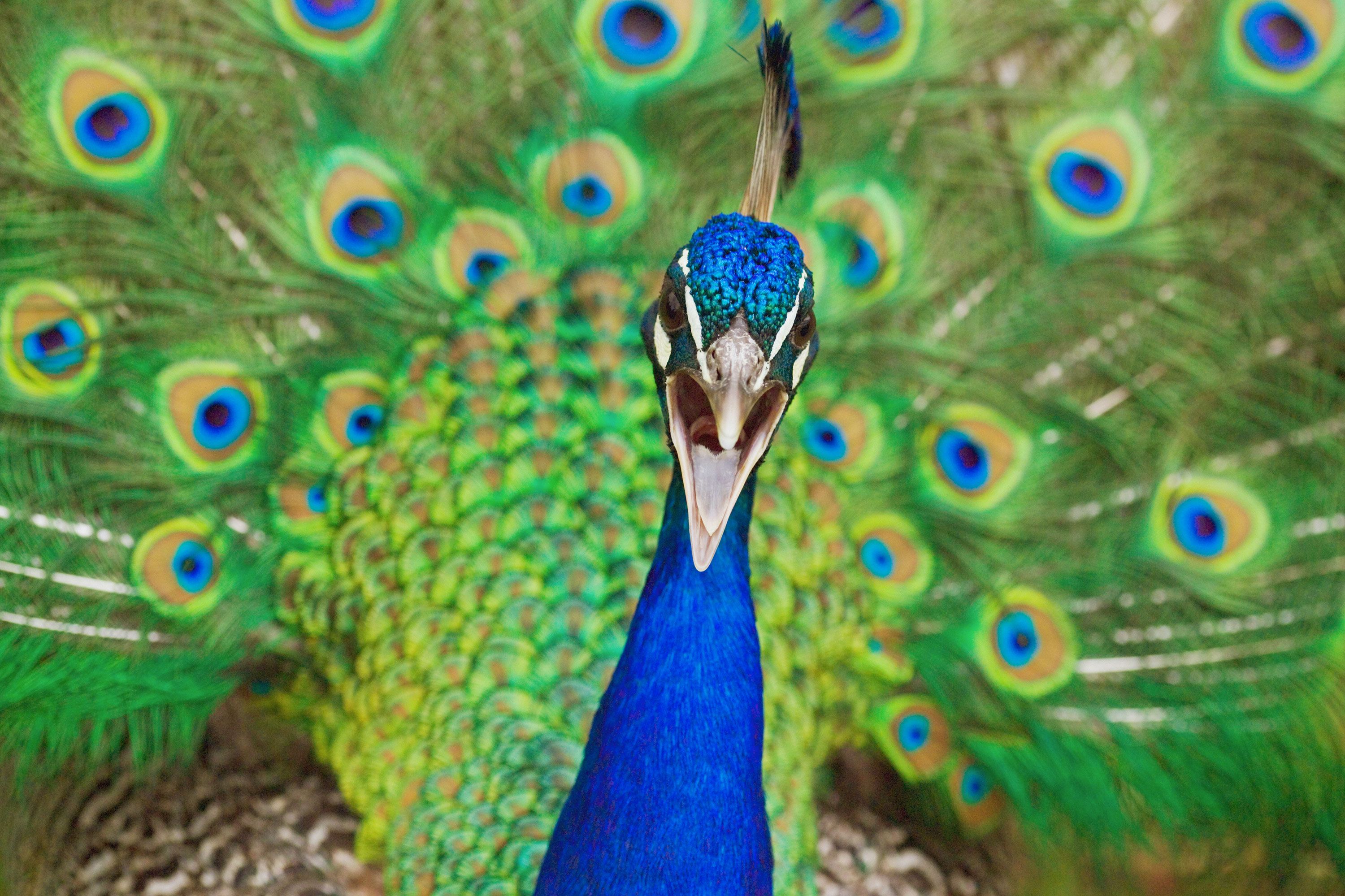 The Peacock That 'Screams Relentlessly' Has a Point