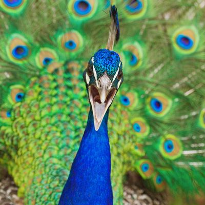 Peacock.