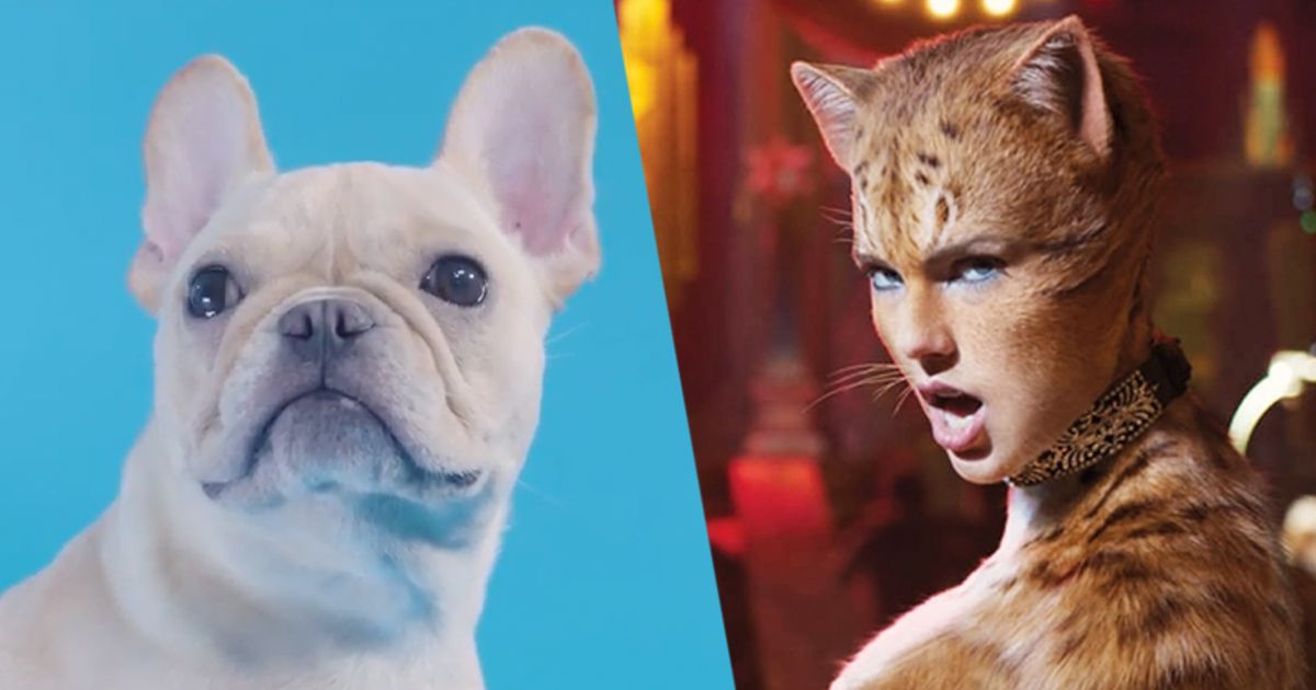Dogs Review ‘Cats’