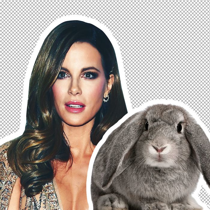 Kate Beckinsale and a rabbit.